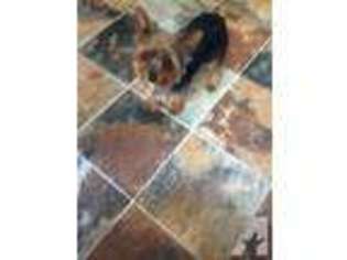 Yorkshire Terrier Puppy for sale in KEENE, NH, USA