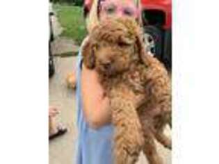 Labradoodle Puppy for sale in Cambridge, IA, USA