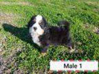 Bernese Mountain Dog Puppy for sale in Calera, OK, USA