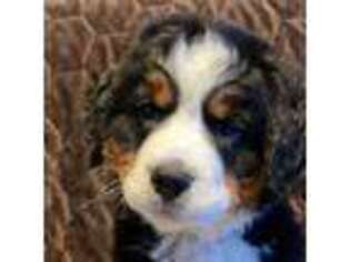 Bernese Mountain Dog Puppy for sale in Mc Millan, MI, USA