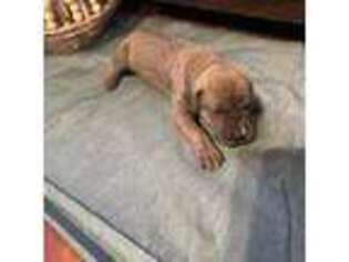 Great Dane Puppy for sale in Martin, TN, USA