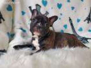 French Bulldog Puppy for sale in Hanceville, AL, USA