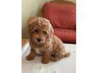 Goldendoodle Puppy for sale in Arab, AL, USA