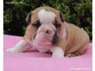 Bulldog Puppy for sale in Liberty, KY, USA