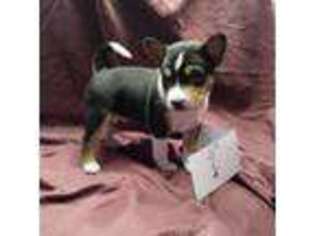 Basenji Puppy for sale in Pasadena, TX, USA