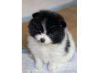 Pomeranian Puppy for sale in Milton, FL, USA