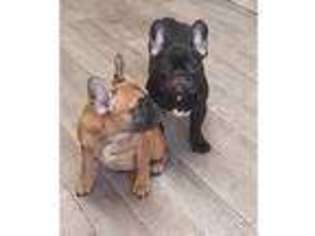 French Bulldog Puppy for sale in Worcester, Worcestershire (England), United Kingdom