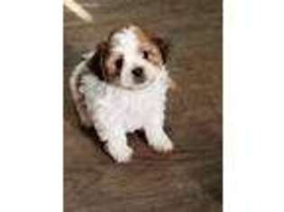 Mutt Puppy for sale in Prairie Du Chien, WI, USA