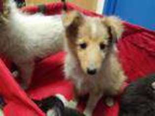 Shetland Sheepdog Puppy for sale in Upland, CA, USA