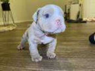 Bulldog Puppy for sale in Houston, TX, USA