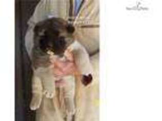 Akita Puppy for sale in Springfield, MO, USA
