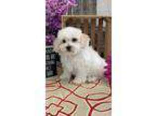 Bichon Frise Puppy for sale in Shipshewana, IN, USA