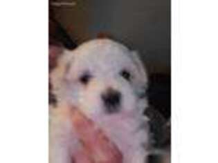 Maltese Puppy for sale in Mora, MN, USA