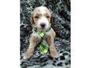 Goldendoodle Puppy for sale in La Plata, MD, USA