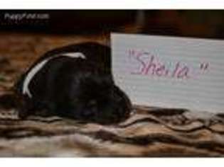 Dachshund Puppy for sale in International Falls, MN, USA