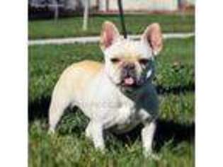 French Bulldog Puppy for sale in Dixon, CA, USA