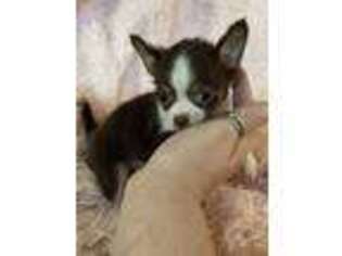 Chihuahua Puppy for sale in Evansville, IN, USA