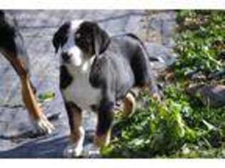 Greater Swiss Mountain Dog Puppy for sale in Kalona, IA, USA