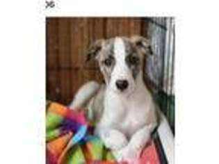 Whippet Puppy for sale in West Covina, CA, USA