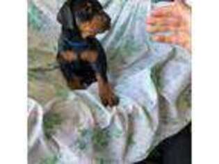 Doberman Pinscher Puppy for sale in Wakeman, OH, USA