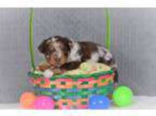 Mutt Puppy for sale in Windsor, MO, USA
