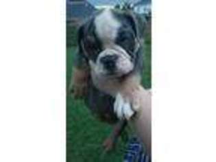 Bulldog Puppy for sale in Louisville, KY, USA