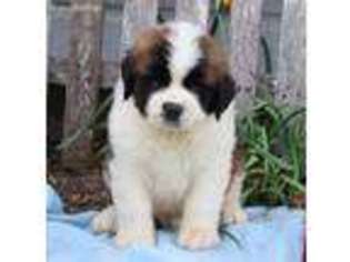 Saint Bernard Puppy for sale in Baltic, OH, USA