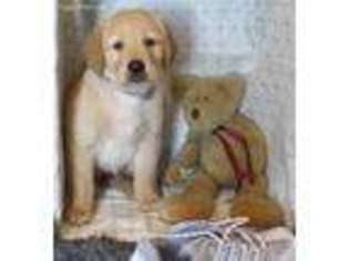 Golden Retriever Puppy for sale in Greentown, IN, USA