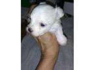 Maltese Puppy for sale in Marion, NC, USA