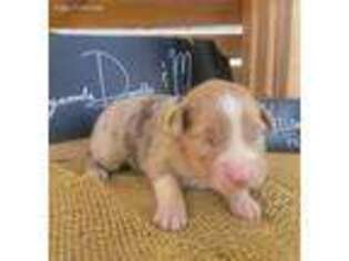 Miniature Australian Shepherd Puppy for sale in Ruston, LA, USA