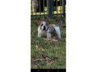 Olde English Bulldogge Puppy for sale in Cullman, AL, USA