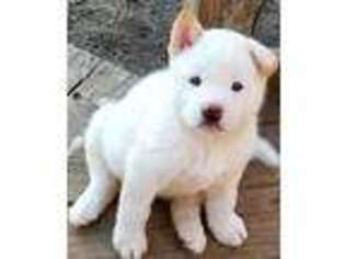 Akita Puppy for sale in Marion, IL, USA