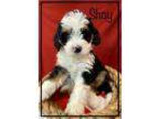 Mutt Puppy for sale in Stone Creek, OH, USA
