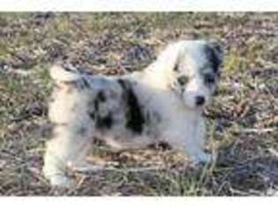 Border Collie Puppy for sale in Chaptico, MD, USA