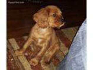 Cavalier King Charles Spaniel Puppy for sale in Portage, MI, USA