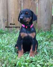 Doberman Pinscher Puppy for sale in Mineral Ridge, OH, USA