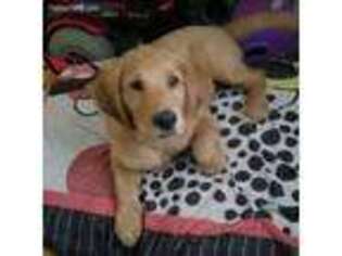 Golden Retriever Puppy for sale in King George, VA, USA