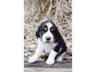 English Springer Spaniel Puppy for sale in Westminster, SC, USA