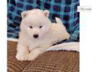 Samoyed Puppy for sale in Pueblo, CO, USA