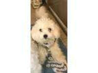 Maltese Puppy for sale in Mount Vernon, WA, USA