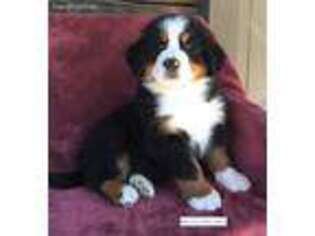 Bernese Mountain Dog Puppy for sale in Bristol, TN, USA