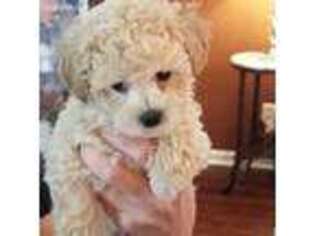 Mutt Puppy for sale in Longs, SC, USA