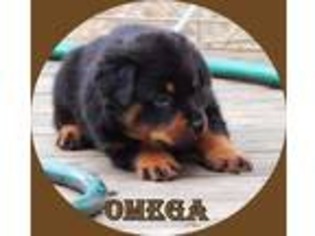 Rottweiler Puppy for sale in Columbus, OH, USA