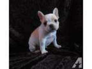 French Bulldog Puppy for sale in LONGTON, KS, USA