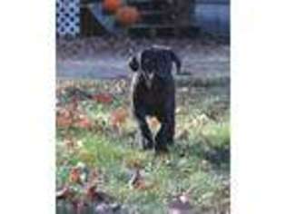 Great Dane Puppy for sale in Sandown, NH, USA