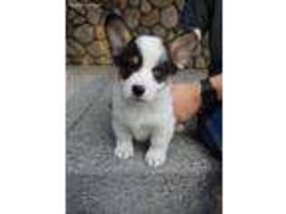 Pembroke Welsh Corgi Puppy for sale in Roy, WA, USA