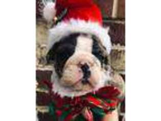 Bulldog Puppy for sale in Beaufort, SC, USA