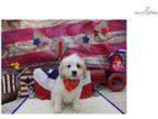 Cavachon Puppy for sale in Saint George, UT, USA