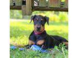 Doberman Pinscher Puppy for sale in Blanchester, OH, USA