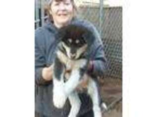 Alaskan Malamute Puppy for sale in Fiddletown, CA, USA